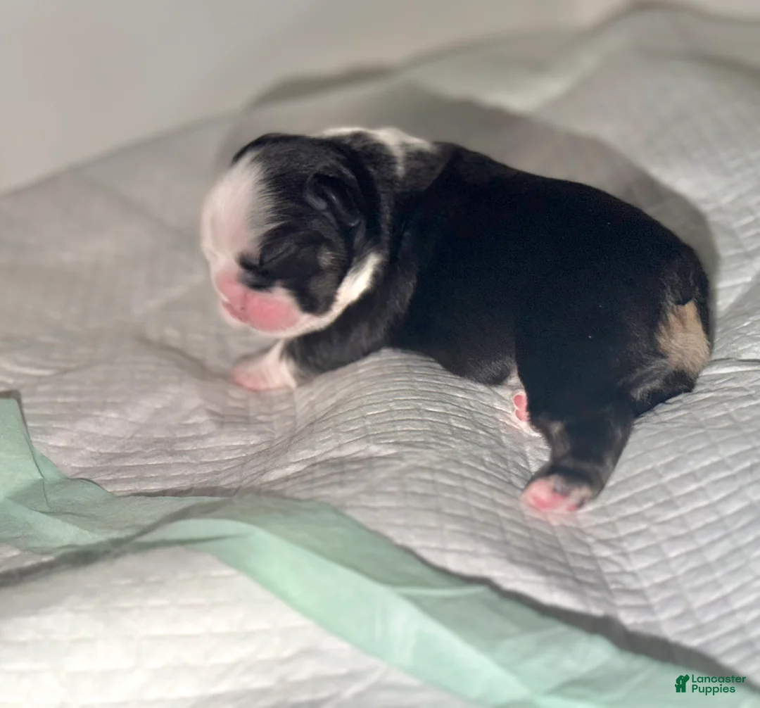 French Bulldog dogs for sale: Blu - Ad 1