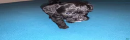 Mixed Breed dogs for sale: 3 Mixed Breed male color black and white on the chest and neck and mouth  - Ad 1