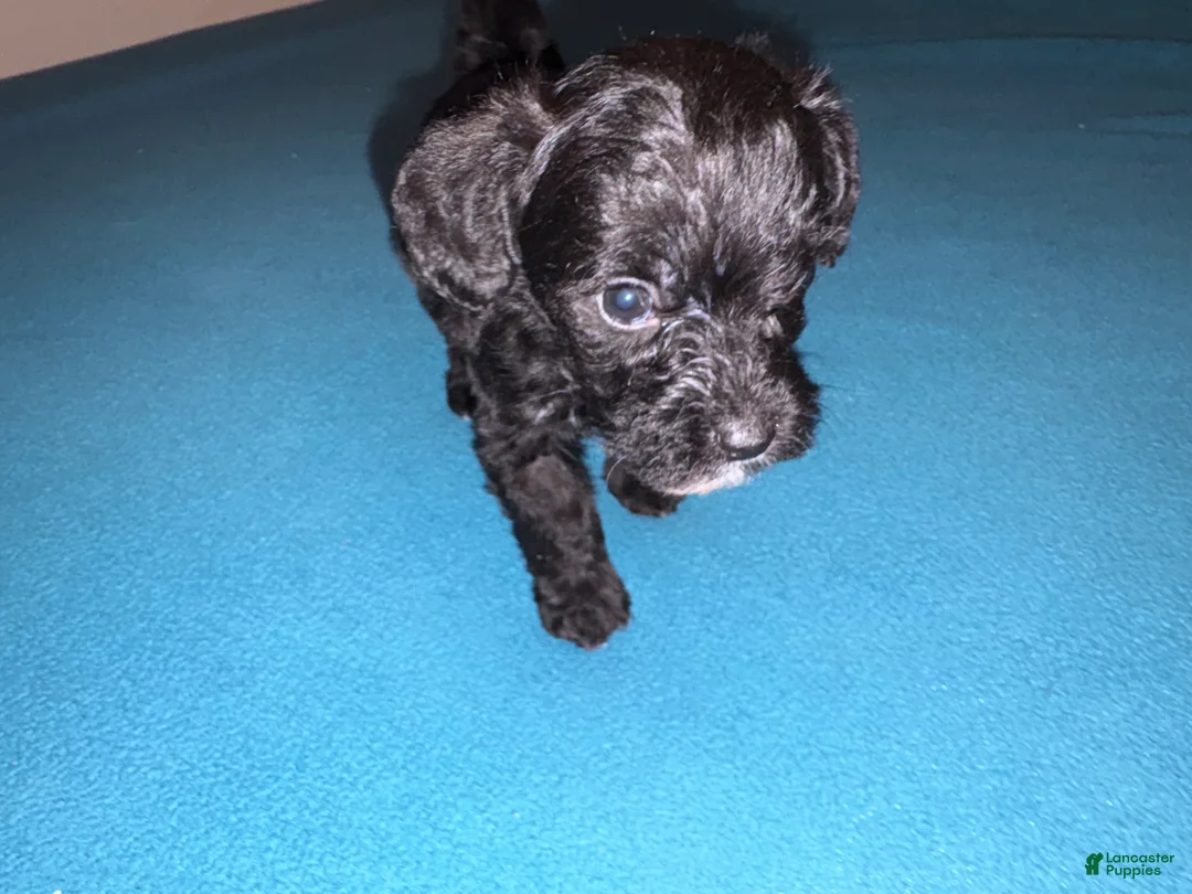 Mixed Breed dogs for sale: 3 Mixed Breed male color black and white on the chest and neck and mouth  - Ad 1