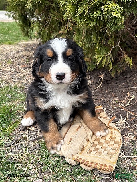 Bernese Mountain Dog dogs Milo - Ad 1