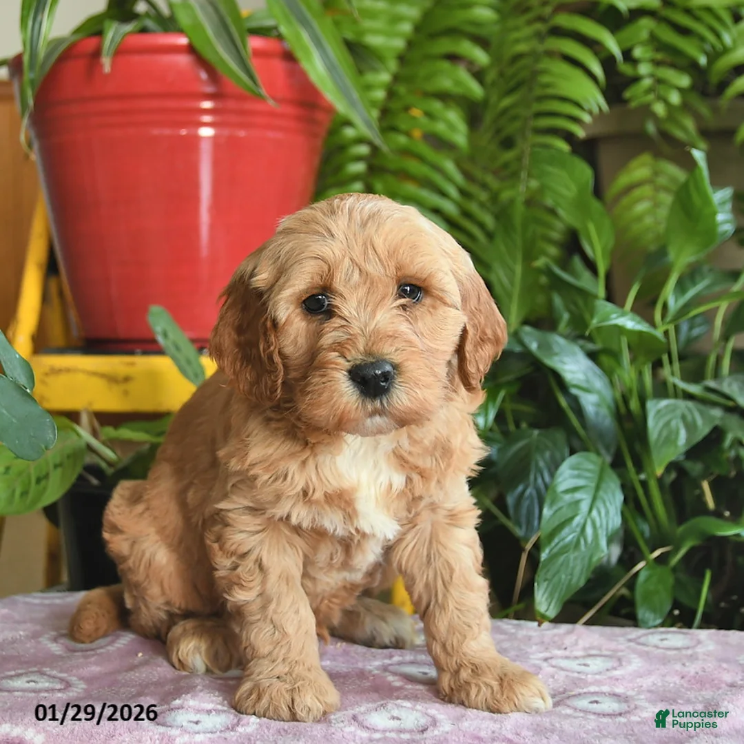 Mini Goldendoodle dogs for sale: Flash  - Ad 3