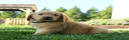Golden Retriever dogs for sale: Hamlet - Ad 4