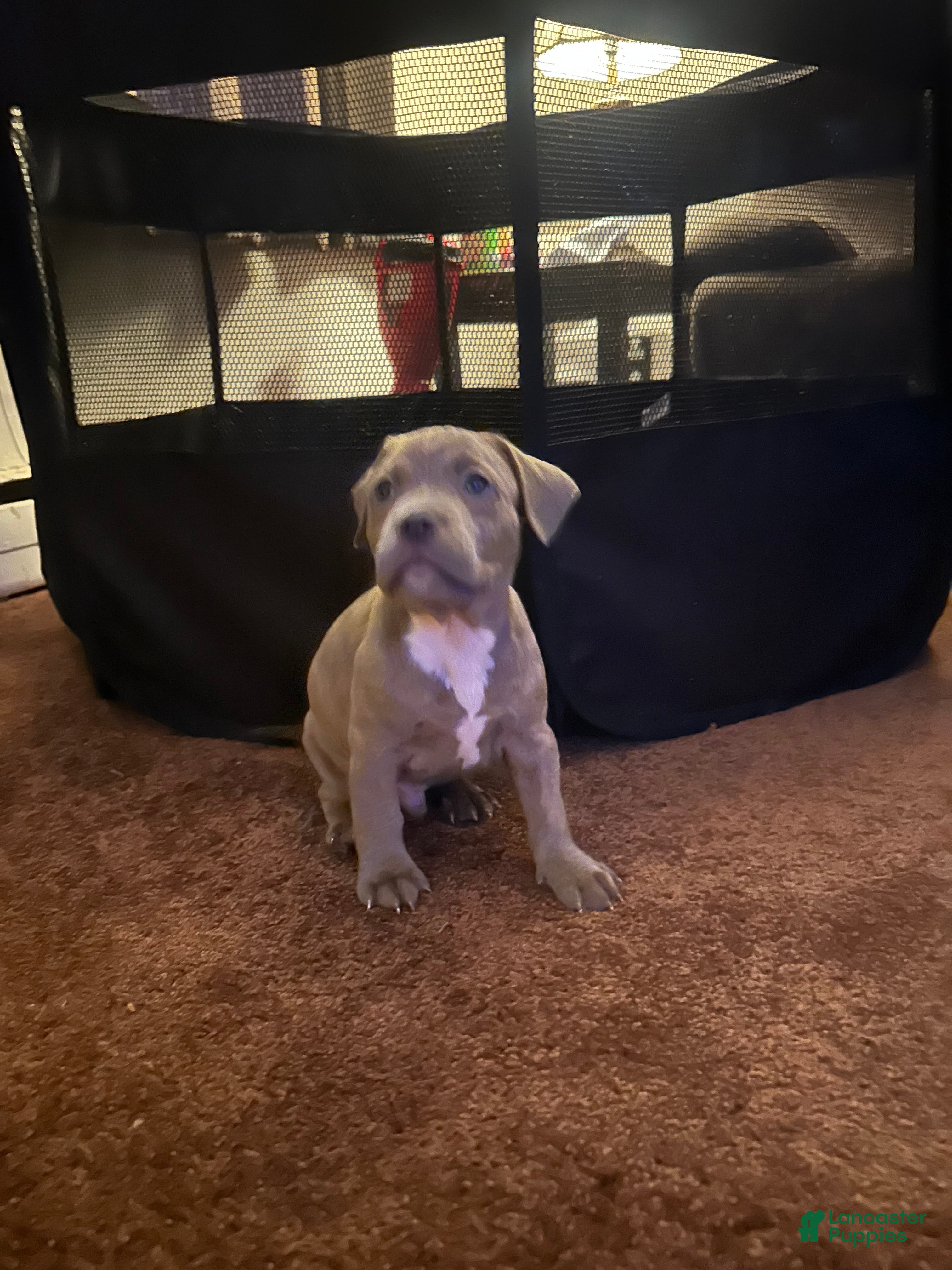American Bully dogs American Bully Puppy 5 - Ad 7
