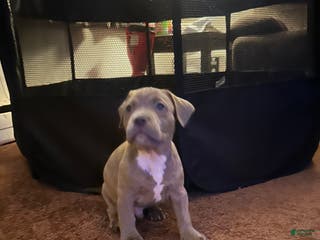 American Bully dogs American Bully Puppy 5 - Ad 38