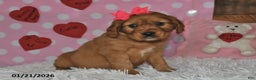 Miniature Golden Retriever dogs for sale: Fern - Ad 2