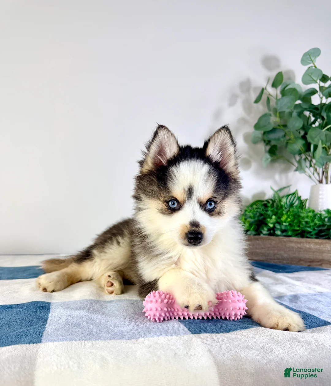 Pomsky dogs for sale: Frost - Ad 5