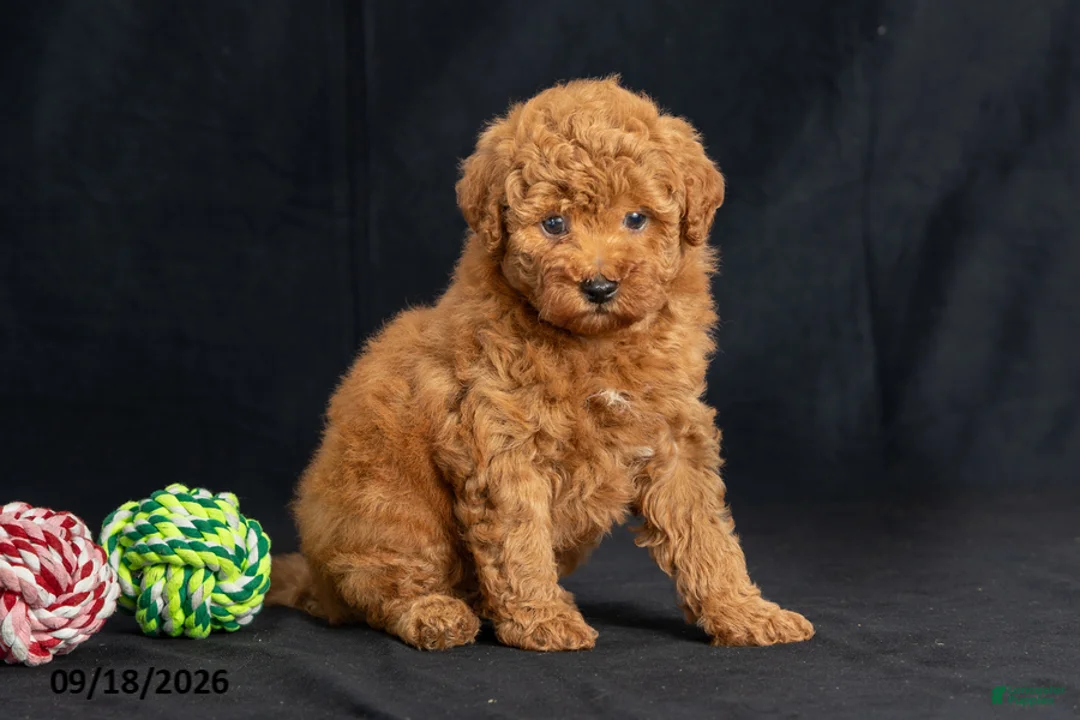 Mini Goldendoodle dogs for sale: Daisy - Ad 2