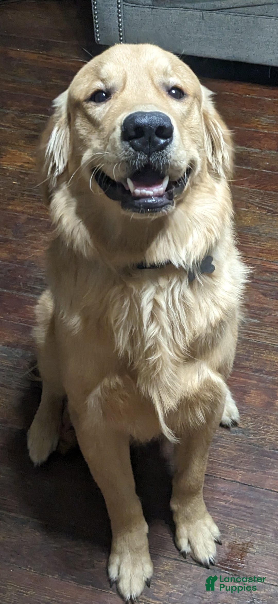 Golden Retriever dogs for sale: Golden Retriever Puppy 2 - Ad 1