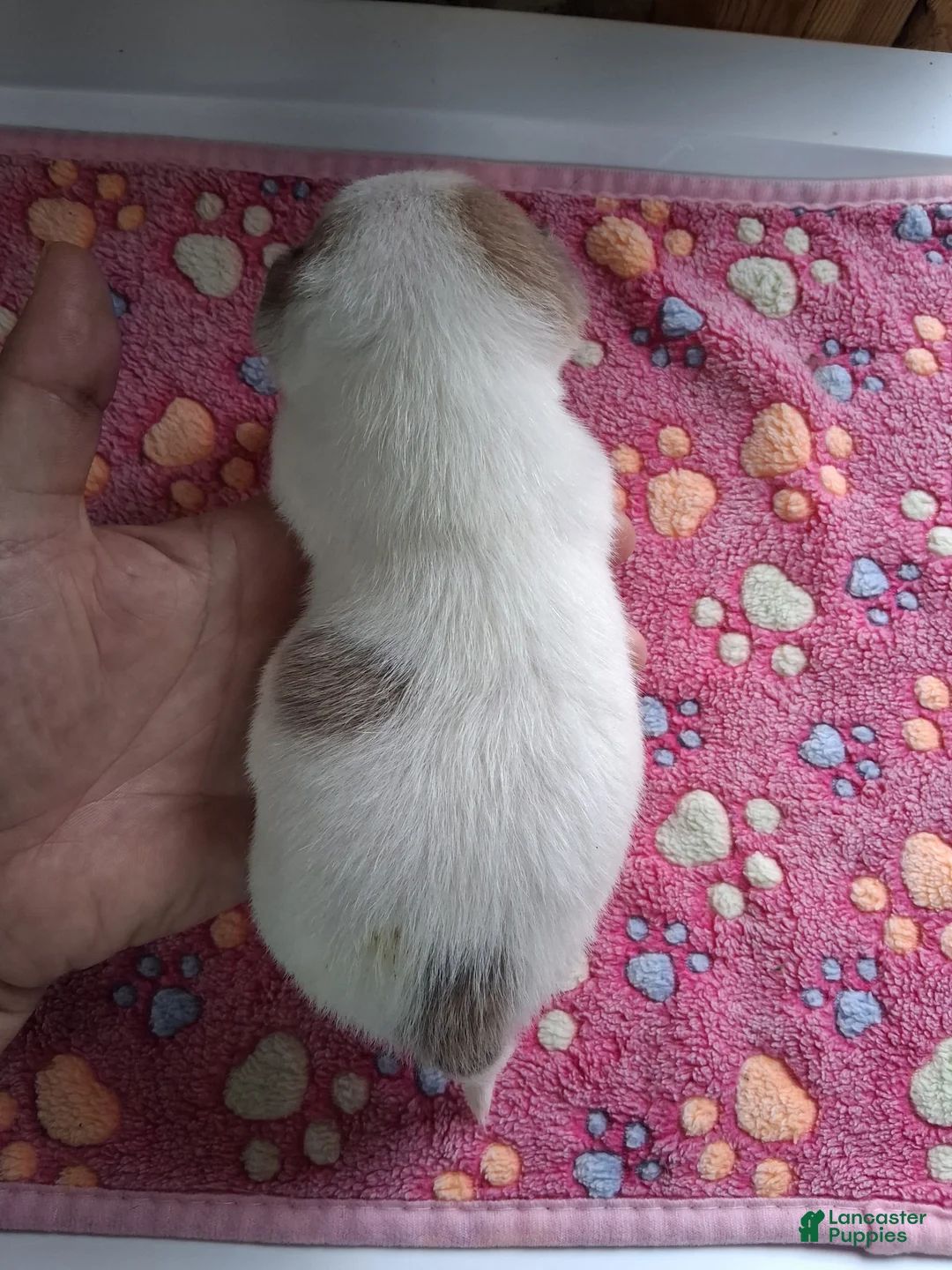Chihuahua dogs for sale: James - Ad 2
