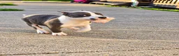 American Bully dogs for sale: 9x Kennels Marilyn Monroe  - Ad 8