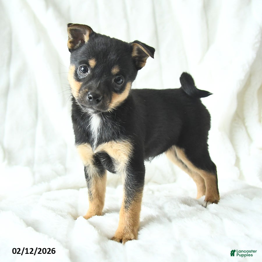 Mixed Breed dogs Kira - Ad 2