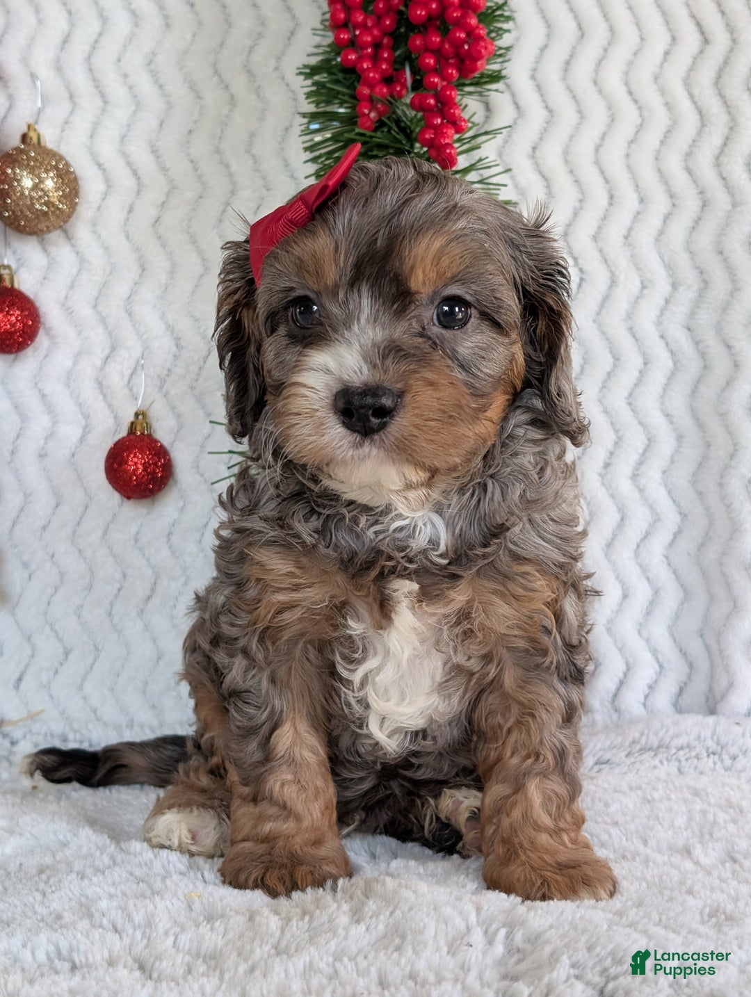 Cavapoo dogs for sale: Asher - Ad 10