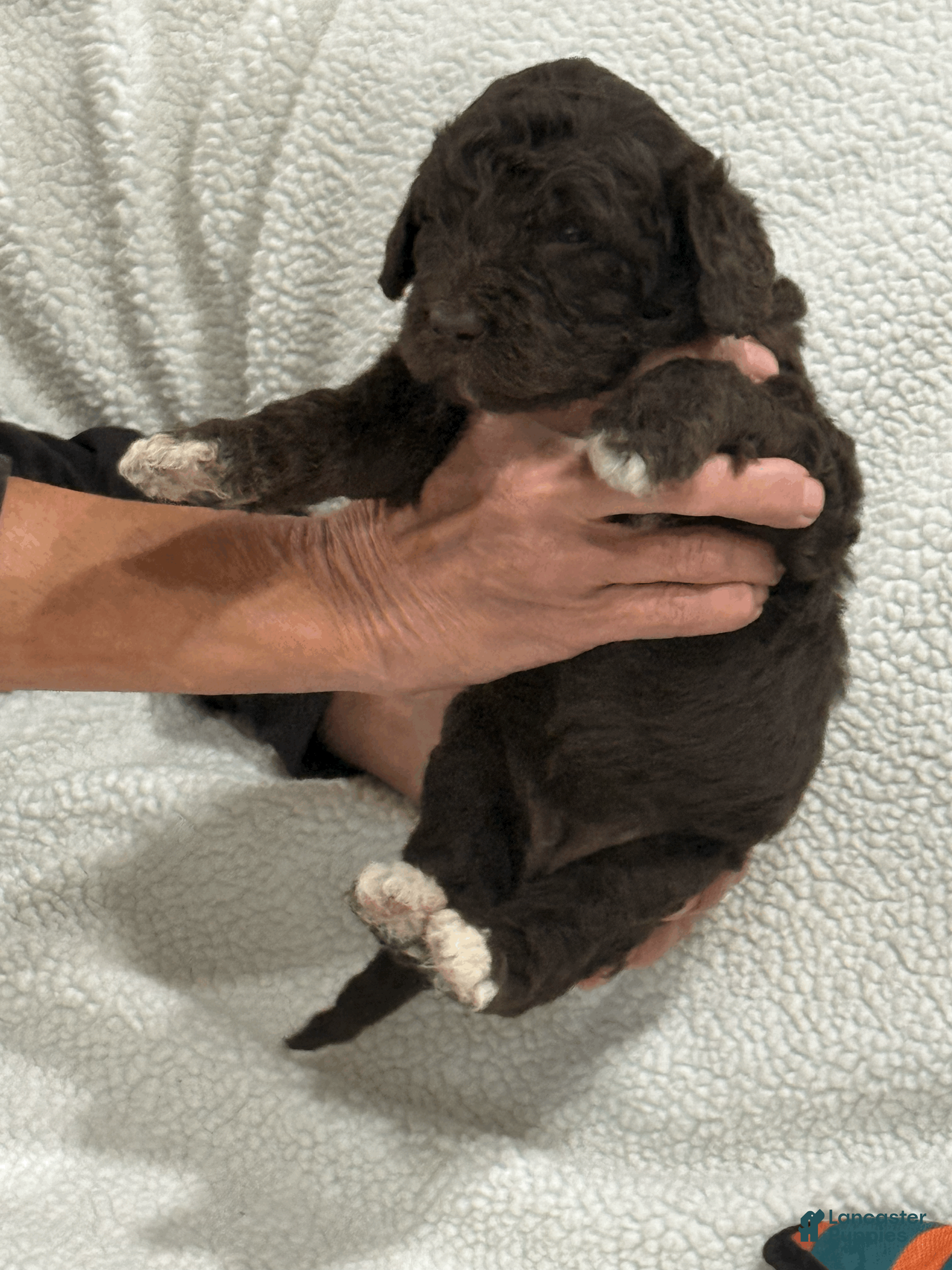 Goldendoodle dogs Purple - Ad 2