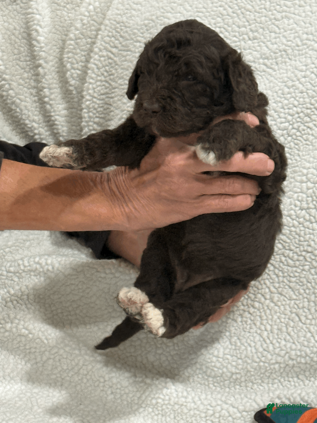 Goldendoodle dogs for sale: Purple - Ad 2
