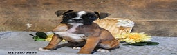 Boxer dogs for sale: Nova - Ad 2