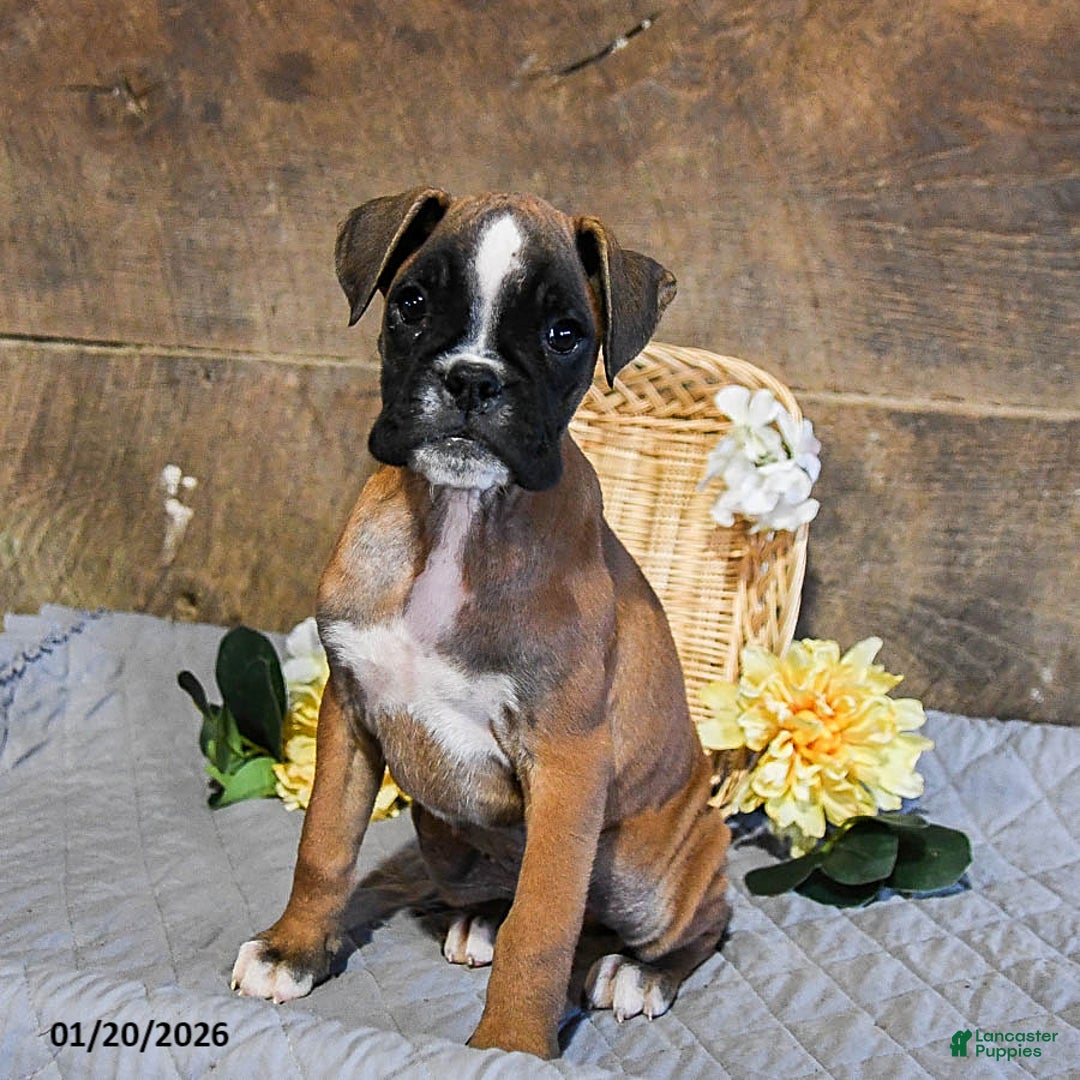 Boxer dogs for sale: Nova - Ad 2