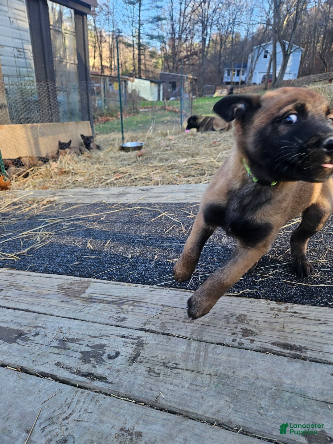 Belgian Malinois dogs for sale: Light Green (Magenta) - Ad 7