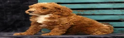 Miniature Poodle dogs for sale: Moe - Ad 5