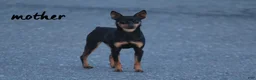 Miniature Pinscher dogs for sale: Butterscotch - Ad 5
