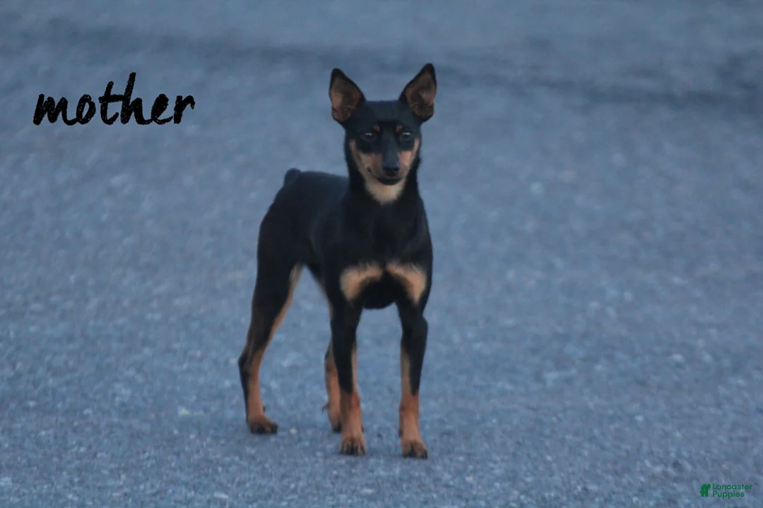Miniature Pinscher dogs for sale: Butterscotch - Ad 5
