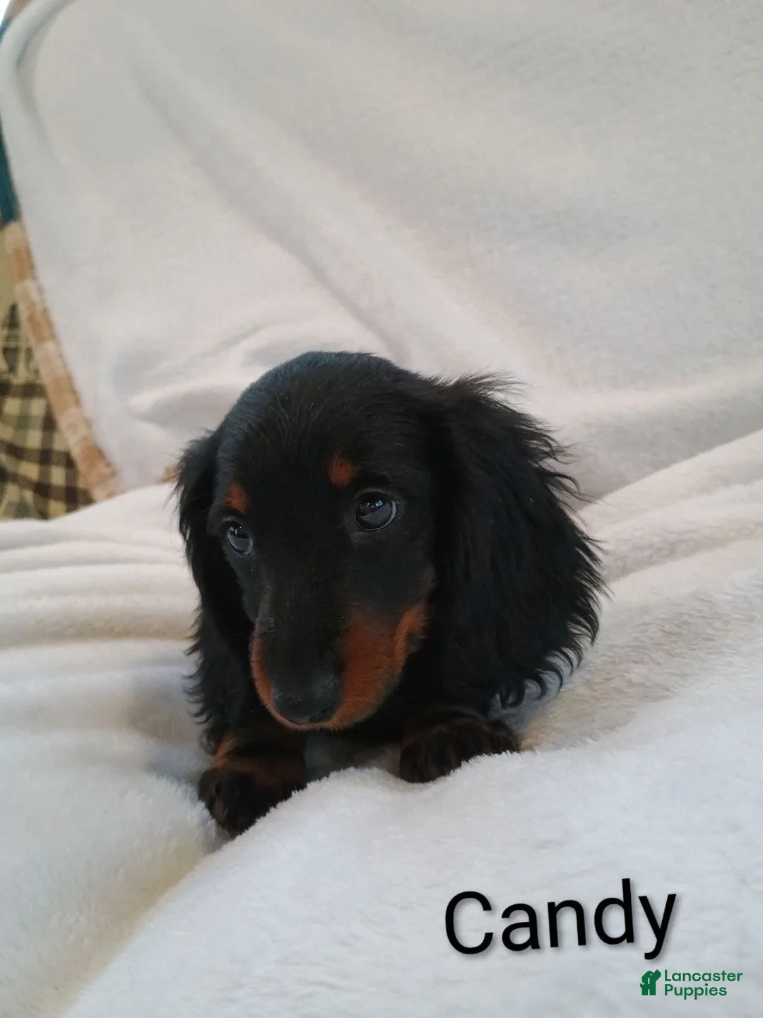 Miniature Dachshund dogs for sale: Candy  - Ad 4