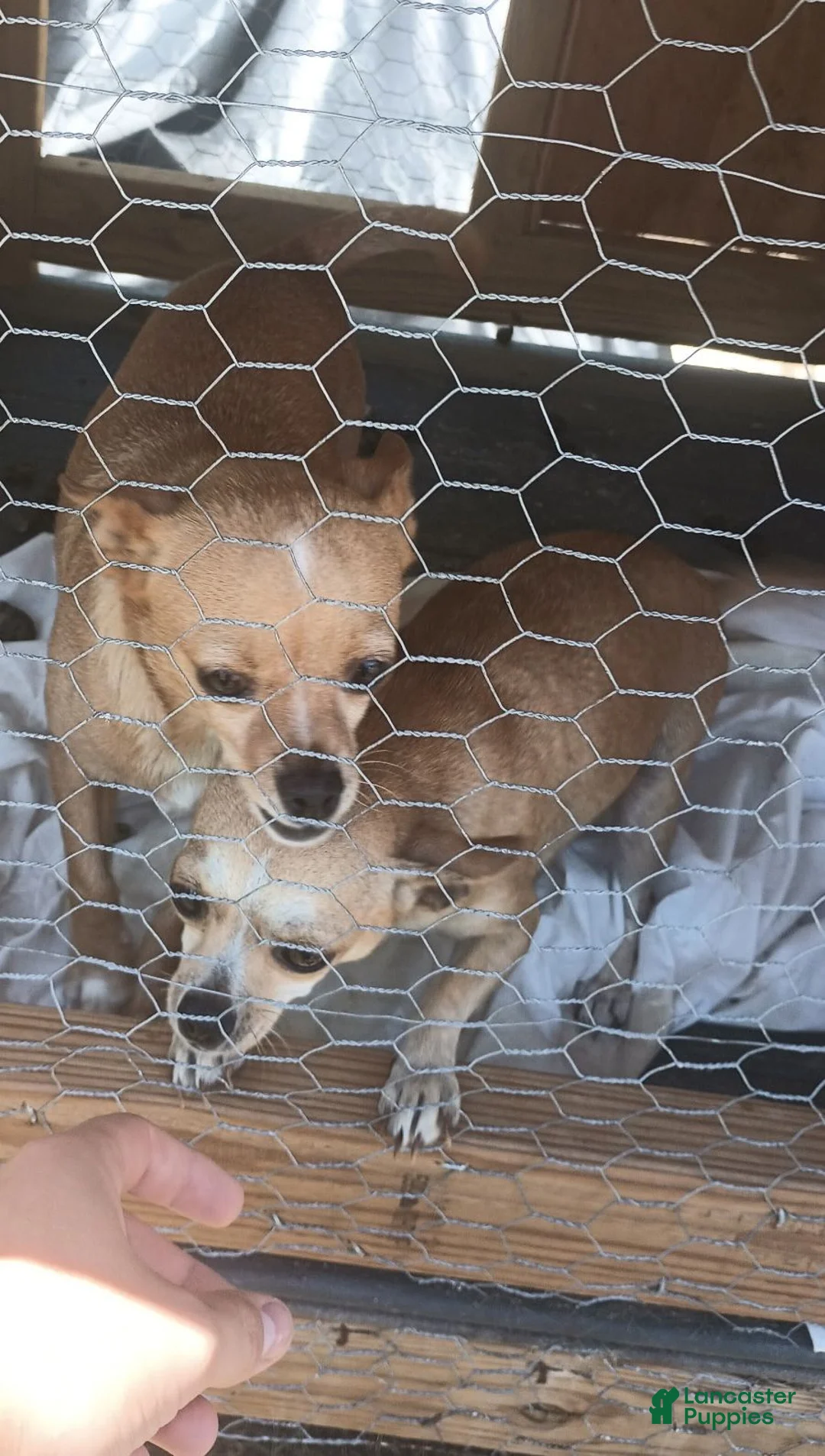 Chihuahua dogs for sale: Punkin - Ad 2