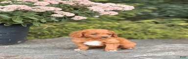 Daisy