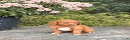 Cavapoo dogs for sale: Daisy - Ad 1