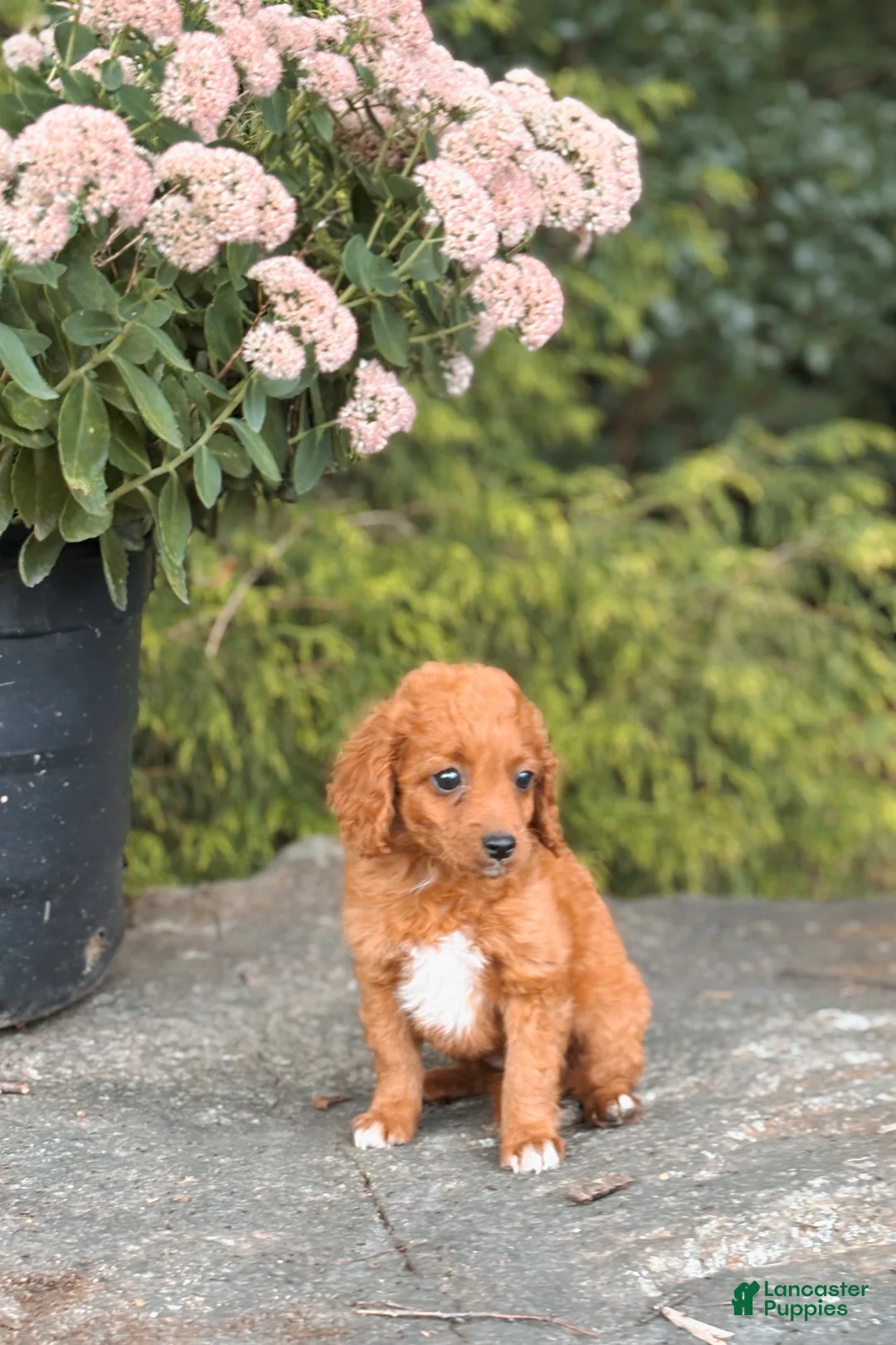 Cavapoo dogs for sale: Daisy - Ad 1