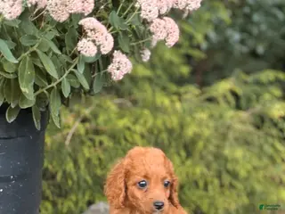 Cavapoo dogs Daisy - Ad 33