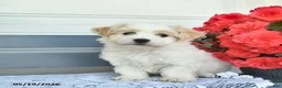Havanese dogs for sale: Chuck  - Ad 1