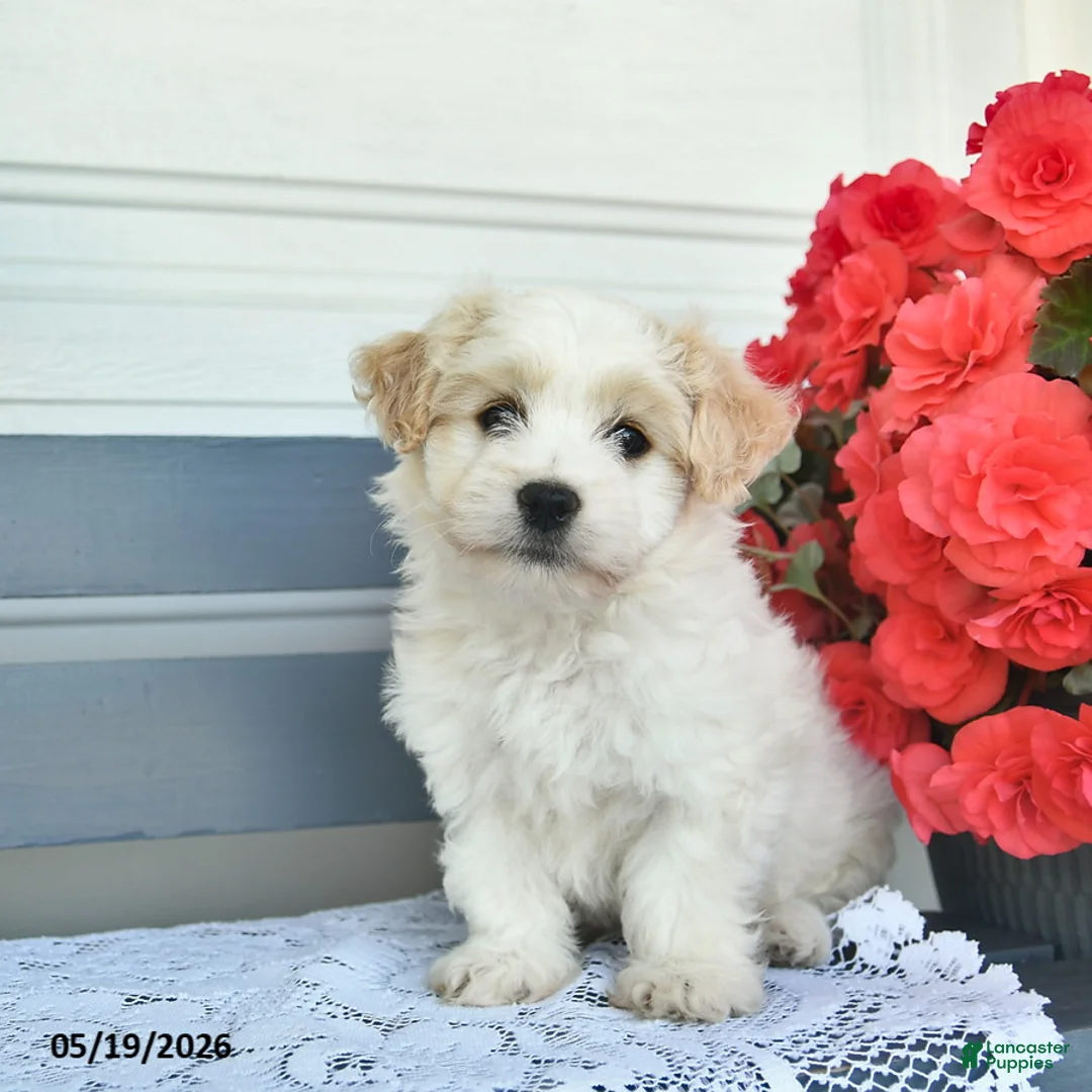 Havanese dogs for sale: Chuck  - Ad 1