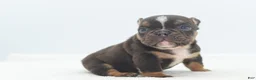 English Bulldog dogs for stud: Akc mini English bulldog  - Ad 9