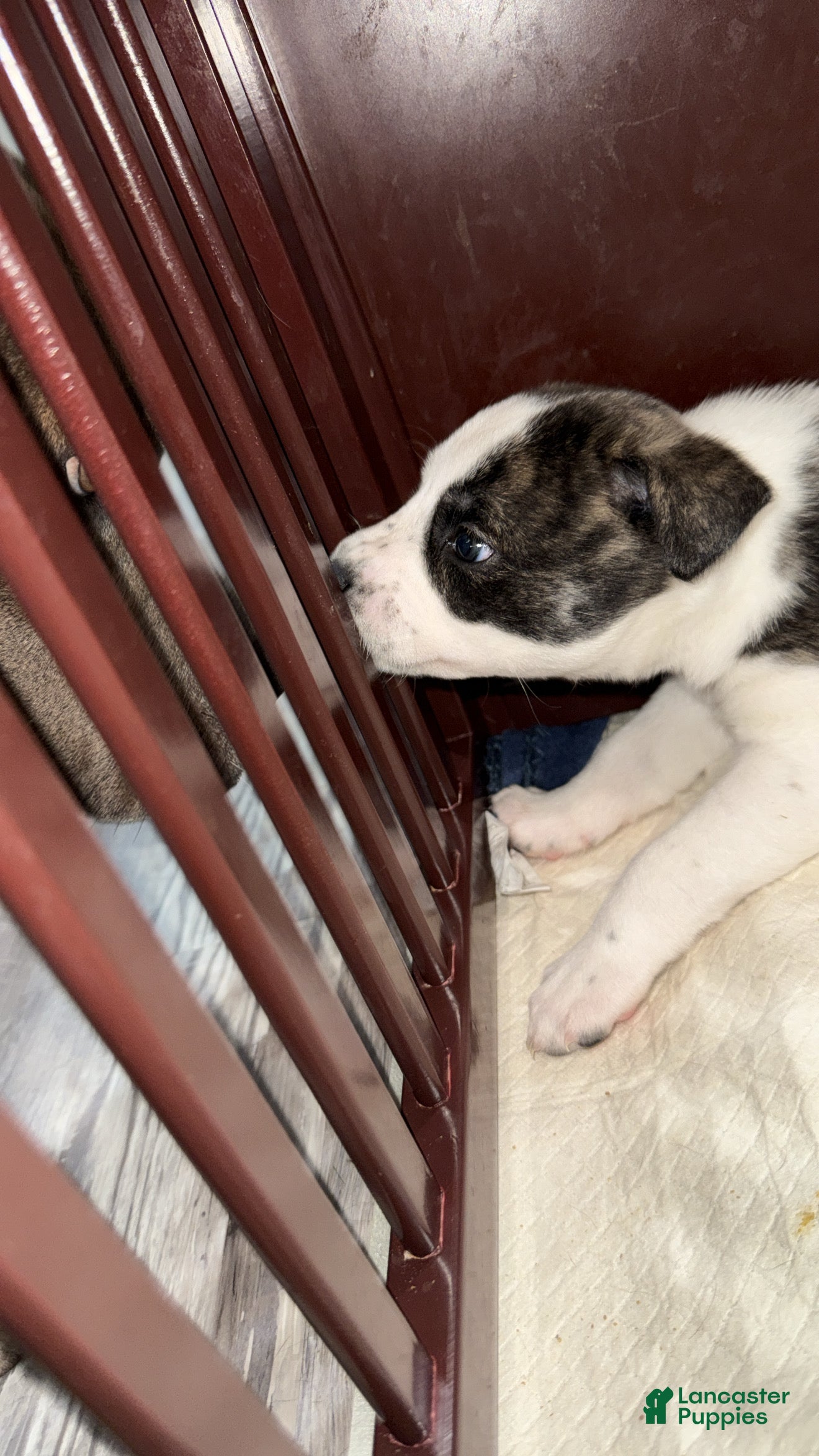 Mixed Breed dogs Husky pit mix  - Ad 28