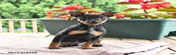 Miniature Pinscher dogs for sale: Flash - Ad 2
