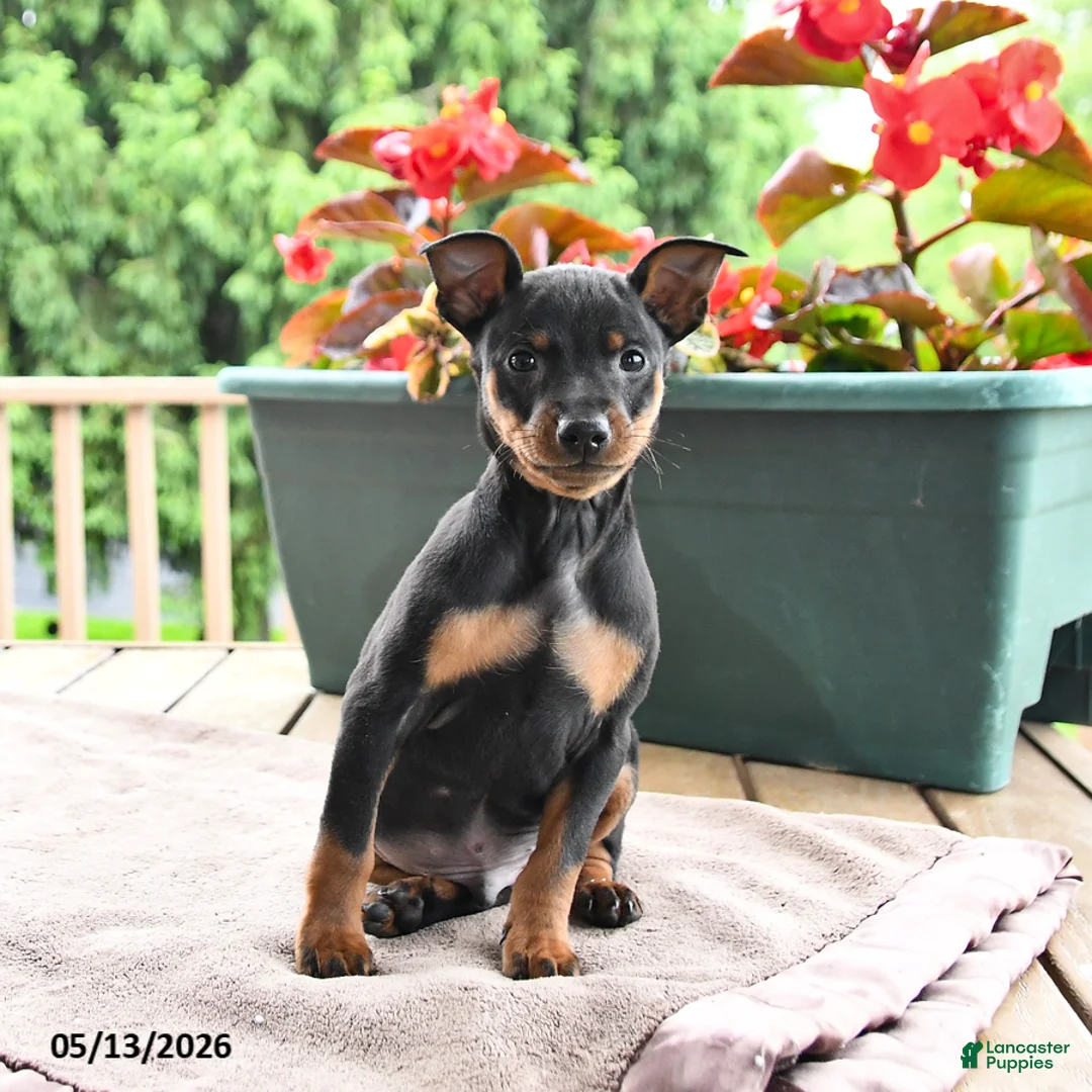 Miniature Pinscher dogs for sale: Flash - Ad 2