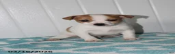 Jack Russell Terrier dogs for sale: Tawny - Ad 4