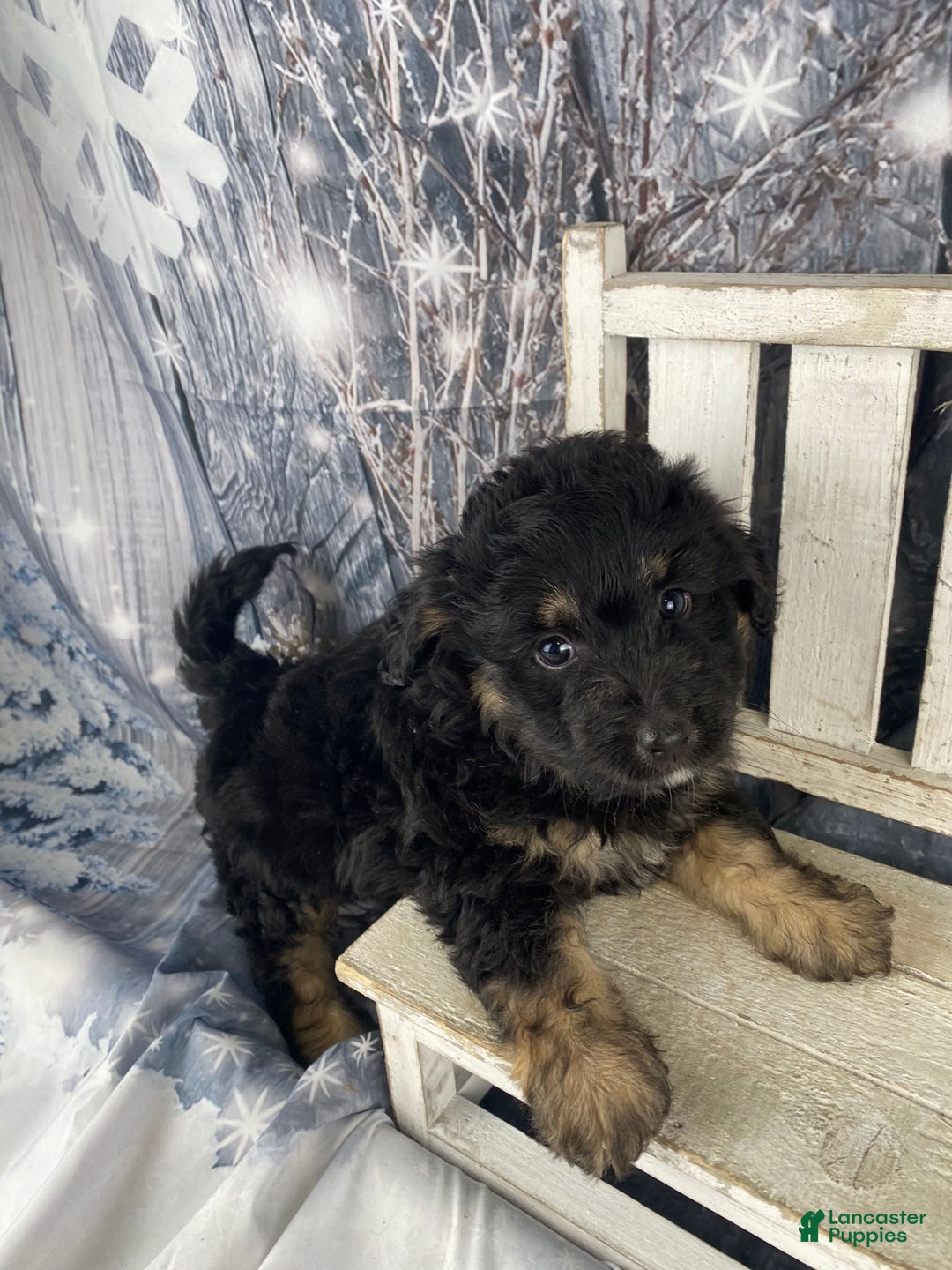 Mini Aussiedoodle dogs for sale: Isaiah - Ad 4