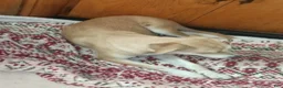 Mixed Breed dogs for sale: Mixed Breed 1 - Ad 3
