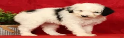 Mini Sheepadoodle dogs for sale: Finn - Ad 4