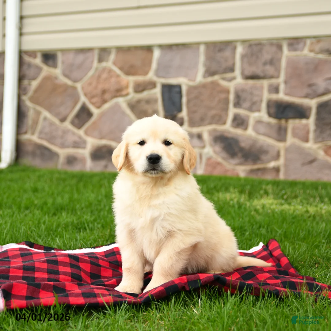 Golden Retriever dogs for sale: Ricky   - Ad 1