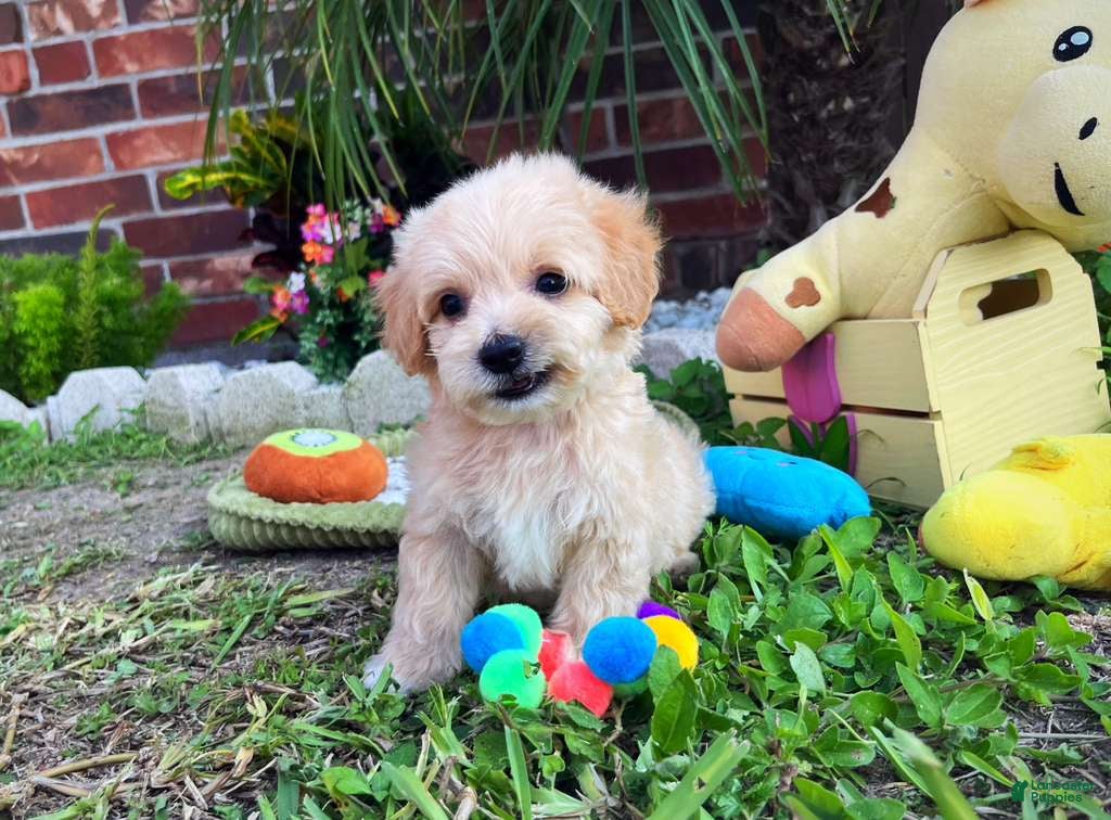 Maltipoo dogs for sale: Maltipoo Puppy 4 - Ad 1