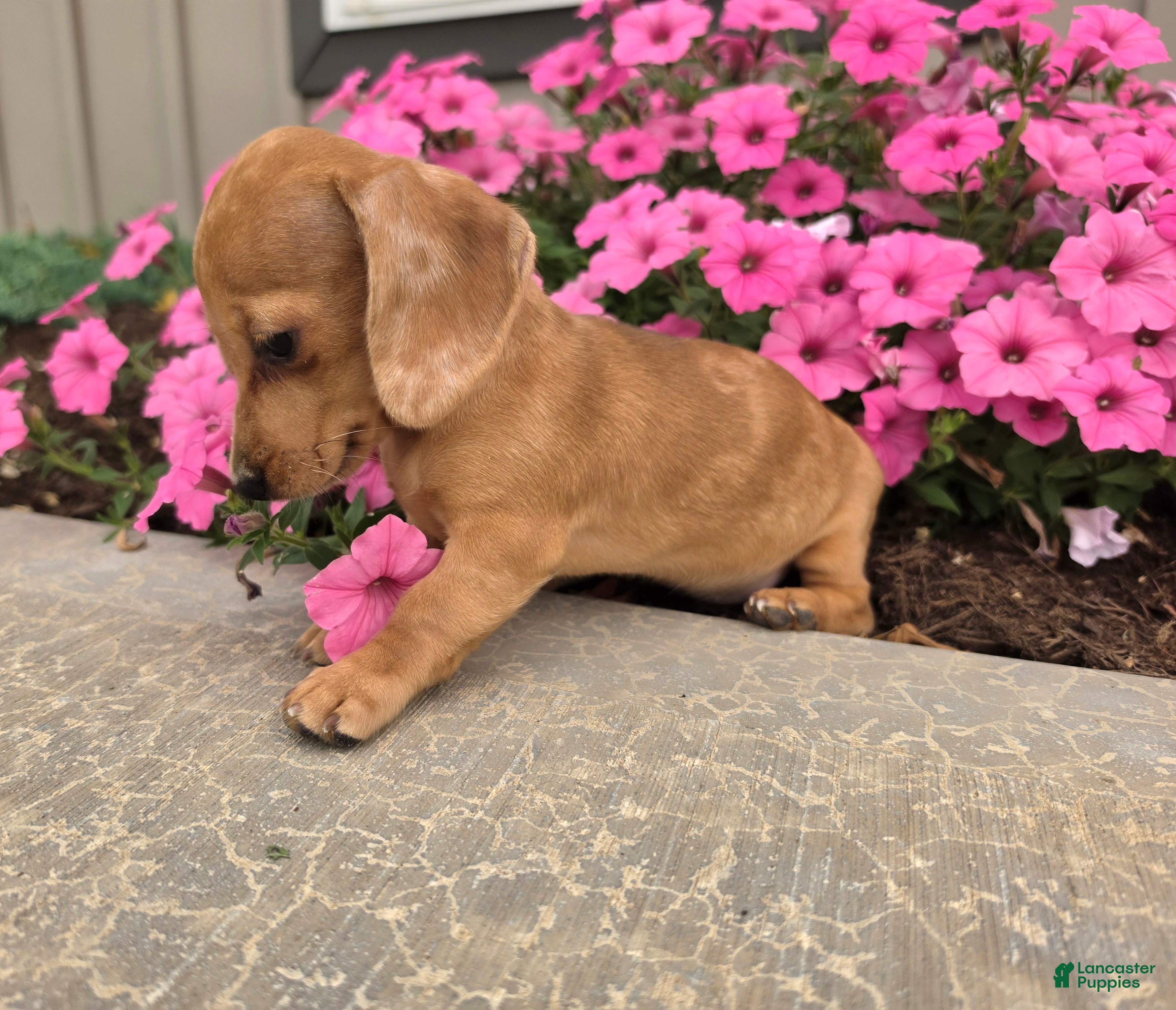 Miniature Dachshund dogs Fawn - Ad 2