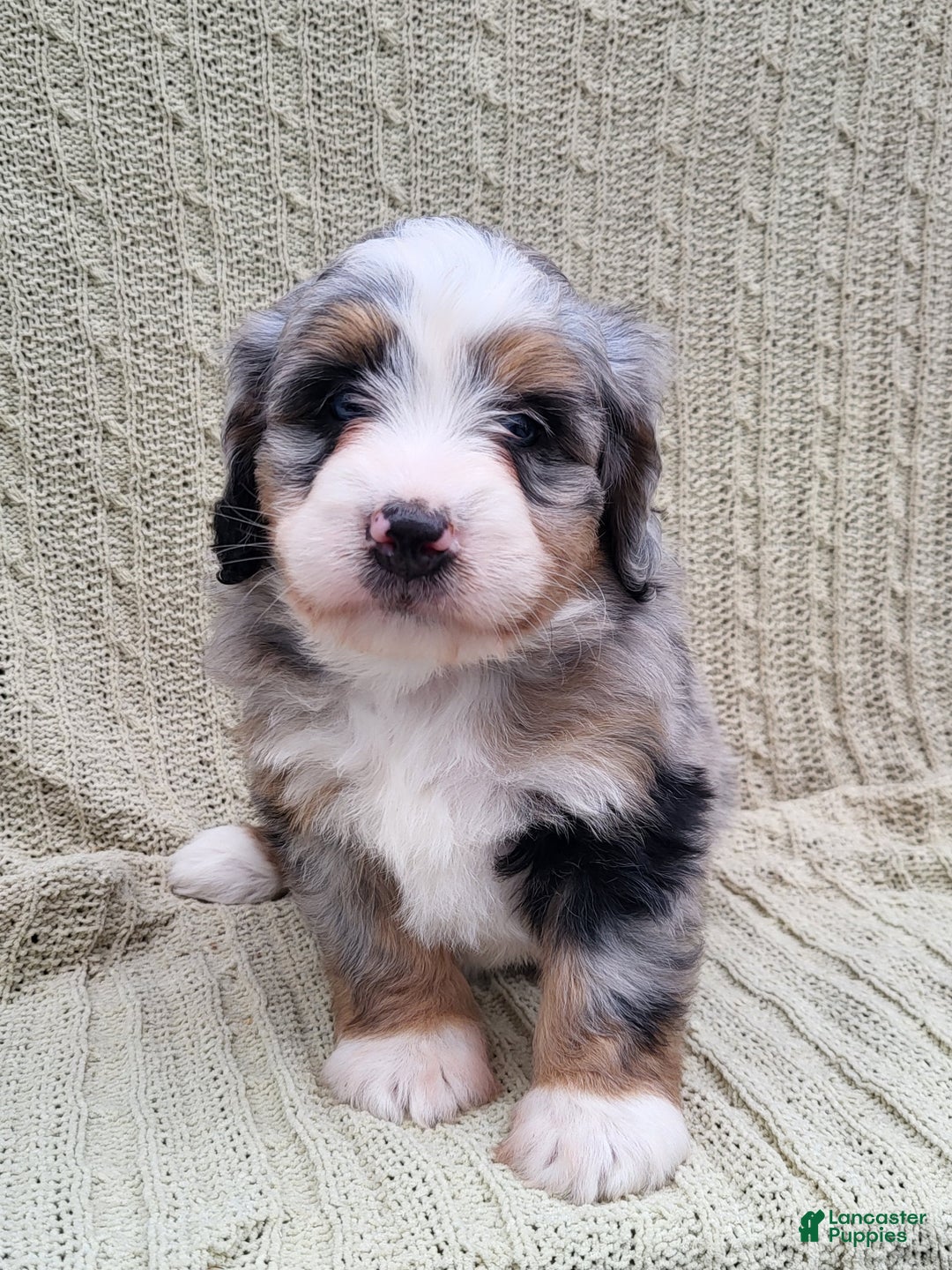 Mini Bernedoodle dogs for sale: Sadie - Ad 3