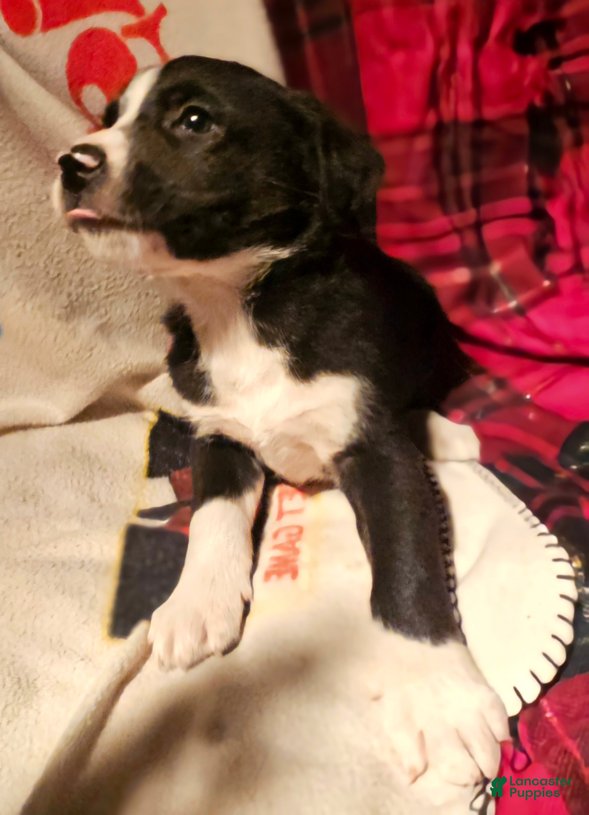 Border Collie dogs Great - Ad 18