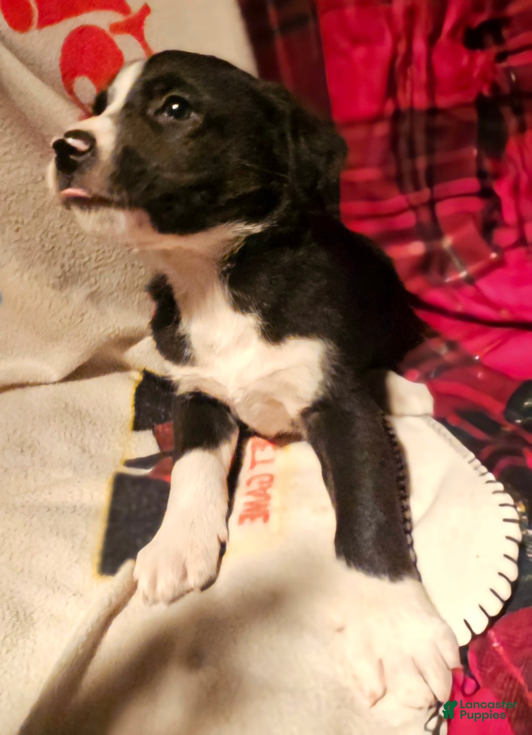 Border Collie dogs for sale: Great - Ad 1