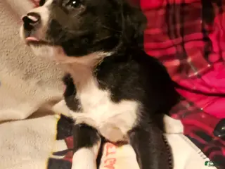 Border Collie dogs Great - Ad 21