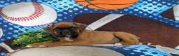 Boxer dogs for sale: Tye - Ad 4