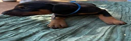 Doberman Pinscher dogs for sale: Doberman Pinscher Puppy 3 - Ad 2