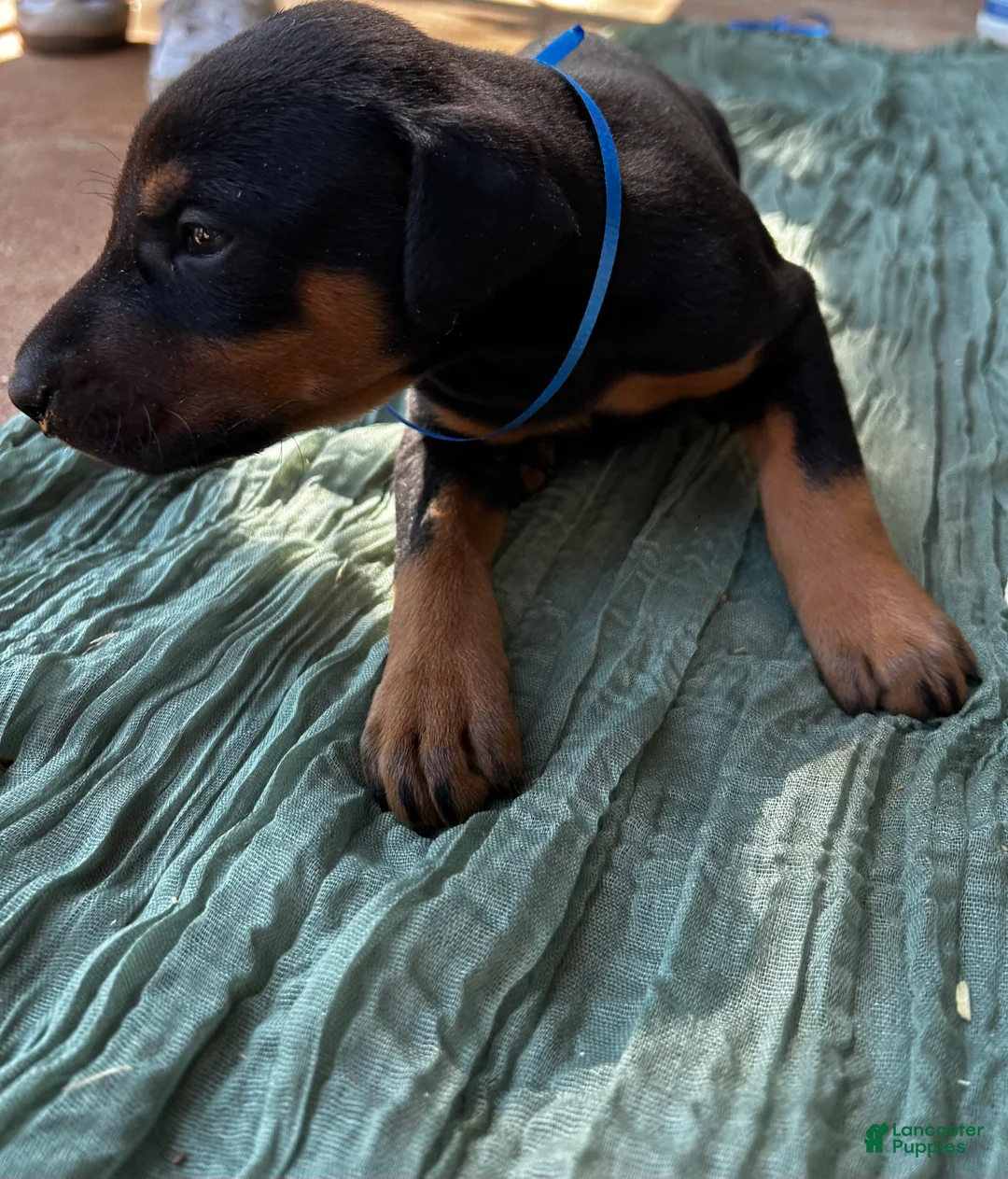 Doberman Pinscher dogs for sale: Doberman Pinscher Puppy 3 - Ad 2
